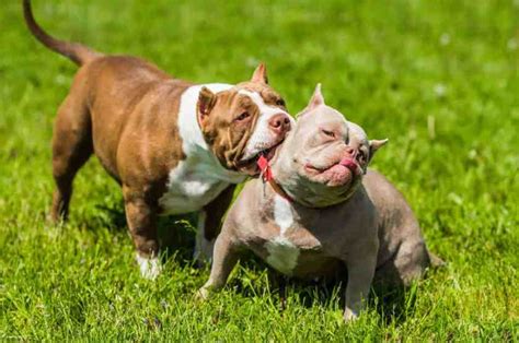 american bullies fokker.